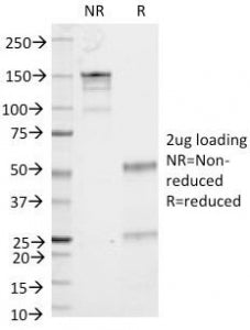 SDS-PAGE Analysis of Purified, BSA-Free CD53 Antibody (clone 161-2). Confirmation of Integrity and P