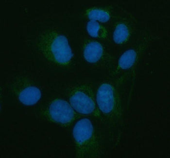 Immunofluorescent staining of PNLIP using anti-PNLIP antibody (green). PNLIP was detected in an immu