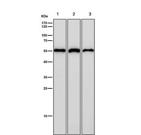 Western blot testing of human 1) HEK 293, 2) ThP-1 and 3) A673 cell lysate with NUP50 antibody. Expe