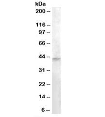 Western blot testing of human testis lysate with RASSF8 antibody at 0.3ug/ml. Predicted molecular we