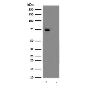 p65 Antibody / NF-kB (pS529)