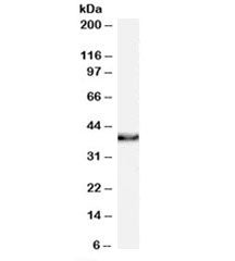 Western blot testing of human thyroid lysate with XLF antibody at 0.1ug/ml. Predicted molecular weig
