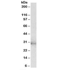Western blot testing of U937 lysate with CLIC1 antibody at 2ug/ml. Expected molecular weight: 27-30