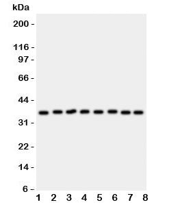 Annexin V Antibody