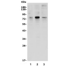 TFEB Antibody