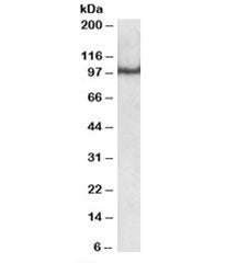 Western blot testing of nuclear HeLa lysate with OCT1 antibody at 0.5ug/ml. Predicted molecular weig