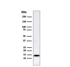 Western blot testing of human HeLa cell lysate with recombinant Galectin 1 antibody (clone GAL1/2499