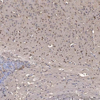 NOB1 Antibody / ART-4