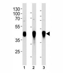 HLA-G Antibody