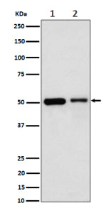 Western blot analysis of Annexin 7 expression in (1) human Jurkat cell lysate; (2) mouse Raw264.7 ce
