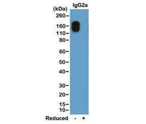 Western blot of nonreduced(-) and reduced(+) mouse IgG2a-κ (20 ng/lane), using 0.2ug/ml of recombin