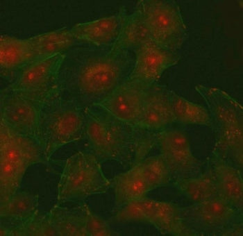 Immunofluorescent staining of FFPE human A549 cells with PI4K2B antibody (red) and Phalloidin-iFluor