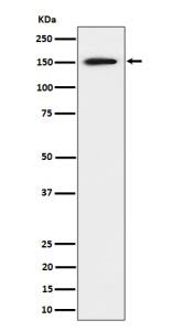 Western blot analysis of SAFB expression in human 293 cell lysate shows a strong band at ~150 kDa, h