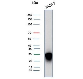 CD99 Antibody / MIC2