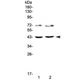 TSPAN12 Antibody
