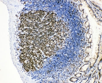 MCM2 Antibody