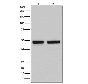 HAPLN1 Antibody
