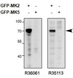 MAPKAPK2 Antibody