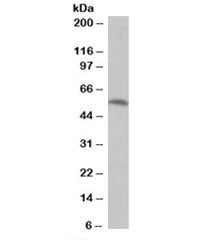 Western blot testing of human muscle lysate with PPP2R5A antibody at 0.5ug/ml. Predicted molecular w