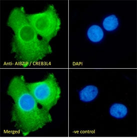 IF/ICC staining of fixed and permeabilized human A431 cells with AIBZIP antibody (green) at 10ug/ml