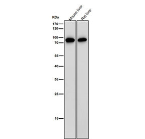 All lanes use the antibody at 1:2000 dilution for 1 hour at room temperature. Western blot analysis
