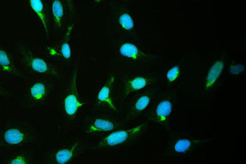 Immunofluorescent staining of FFPE human U-2 OS cells with CRM1 antibody (green) and DAPI nuclear st