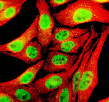 Immunofluorescent staining of TFAP4 using anti-TFAP4 antibody (green) and anti-Beta Tubulin antibody