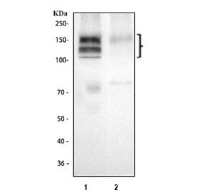 Western blot testing of human 1) Jurkat and 2) MOLT4 cell lysate with IL17RA antibody at 0.5ug/ml. P