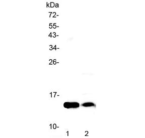 Fabp4 Antibody