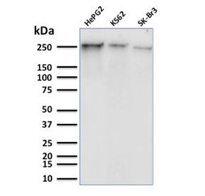 POLR2A Antibody / RNA polymerase II CTD Repeat YSPTSPS / Phosphorylated Serine 5