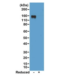 Mouse IgG2a Antibody