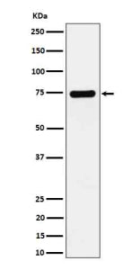 Western blot analysis of Dopamine beta Hydroxylase expression in SH-SY5Y cell lysate using DBH antib