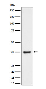 Western blot analysis of RNF115 expression in human PC-3 cell lysate. Predicted molecular weight ~34