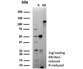 CD63 Antibody