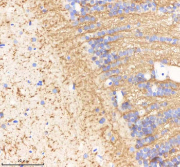 IHC staining of zebrafish Ornithine aminotransferase protein using Zebrafish Ornithine aminotransfer