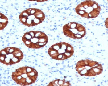 IHC testing of human colon with KRT20 antibody (clone CTKN20-1). Required HIER: boil tissue sections