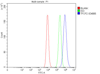 Flow Cytometry analysis of Caco-2 cells using anti-TFCP2 antibody. Overlay histogram showing Caco-2