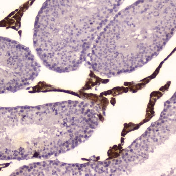 Cyp17a1 Antibody