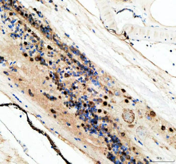 Immunohistochemical analysis of Dhx9 protein using Zebrafish Dhx9 antibody and paraffin-embedded zeb