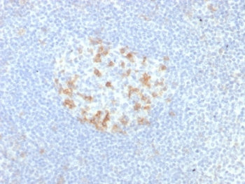 IHC staining of FFPE human tonsil tissue with PD1 (CD279) antibody (clone PDCD1/7276R). HIER: boil t