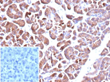 IHC staining of FFPE human pancreas tissue with CLPS antibody (clone CLPS/9898). Inset: PBS used in