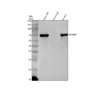 Immunoprecipitation of MCMBP in 293T whole cell lysate. Western blot analysis of MCMBP using anti-MC