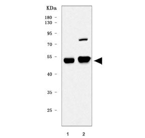 Tead3 Antibody / TEA domain family member 3