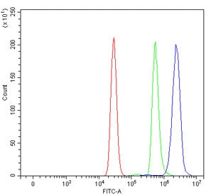ADAM10 Antibody