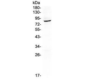 Western blot testing of human A549 lysate with HOOK2 antibody at 0.5ug/ml. Predicted molecular weigh