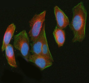 Immunofluorescent staining of LUZP1 using anti-LUZP1 antibody (green) and anti-Beta Tubulin antibody