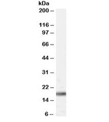 PIN1 Antibody