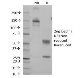 CD7 Antibody
