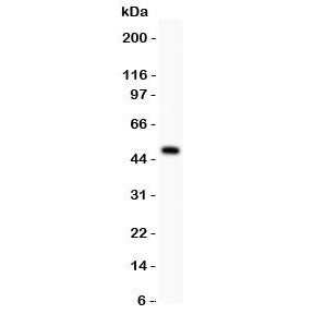 P2X5 Antibody