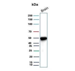 Western blot testing of human brain tissue with Glial fibrillary acidic protein antibody (clone GFAP